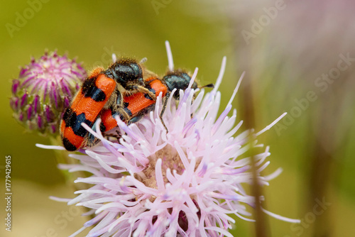 Individual of Bee eater Trichodes apiarius on central European meadow flower