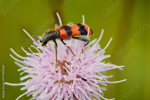 Individual of Bee eater Trichodes apiarius on central European meadow flower