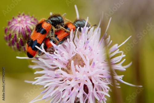 Individual of Bee eater Trichodes apiarius on central European meadow flower