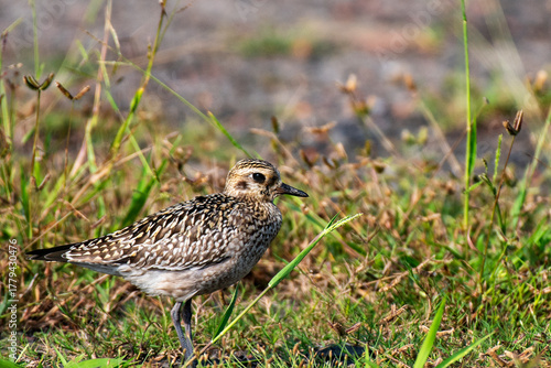 Wallpaper Mural Pacific Golden Plover resting peacefully on natural ground habitat Torontodigital.ca