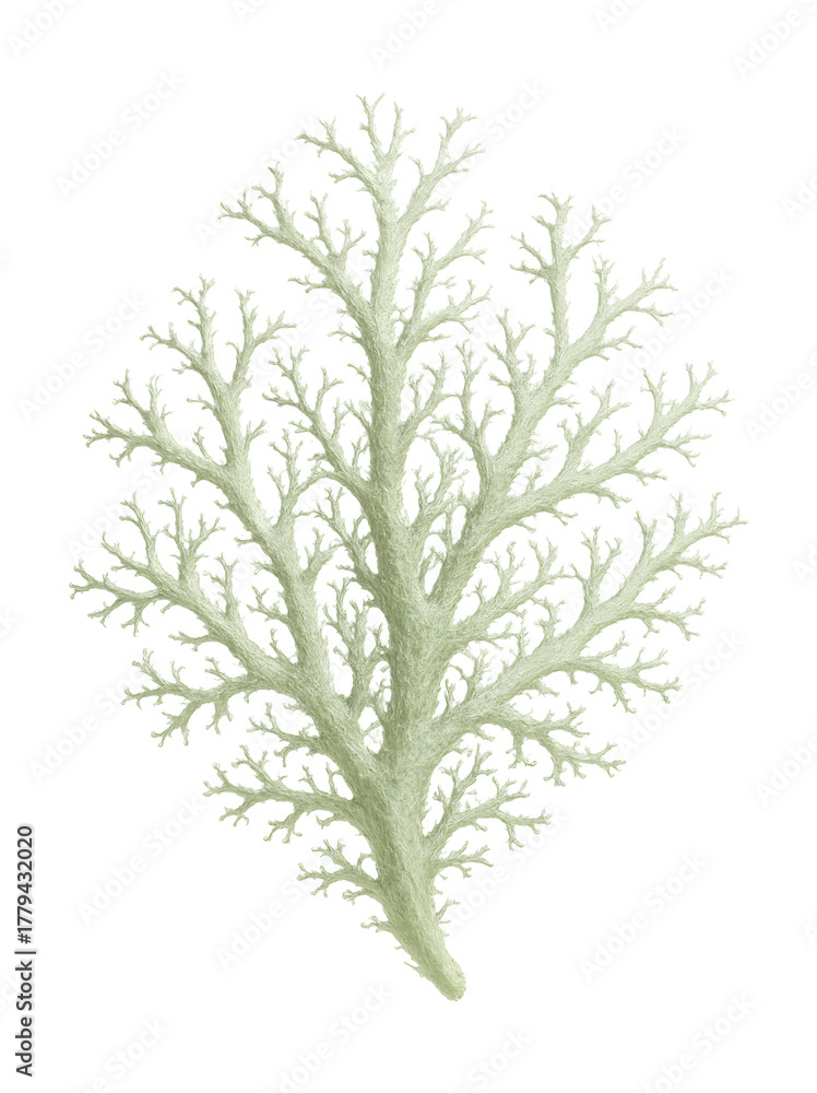 Fototapeta premium Branching fruticose lichen with filamentous structures and a pale green color.