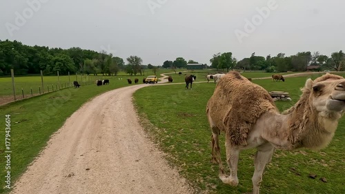 Cute, curious camel walks along a curved road in the country.
