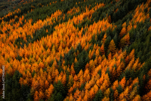Aerial top down view of the forest canopy with orange larch and evergreen spruce trees in Wicklow, Ireland