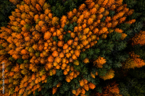 Aerial top down view of the forest canopy with orange larch and evergreen spruce trees in Wicklow, Ireland