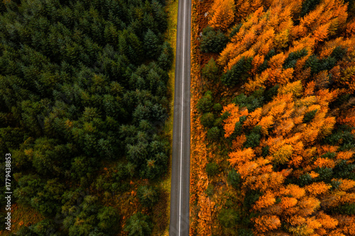 Aerial top down view of a pine forest road divided by green and orange autumn trees in the Wicklow Mountains