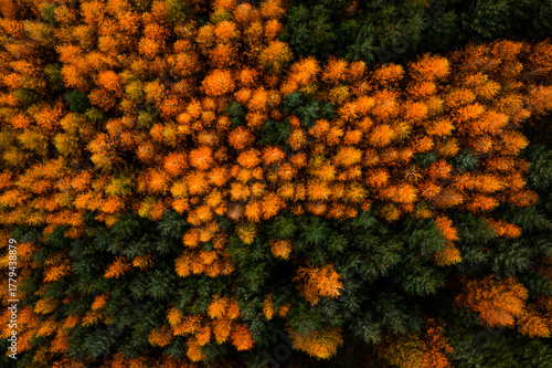 Aerial top down view of the forest canopy with orange larch and evergreen spruce trees in Wicklow, Ireland