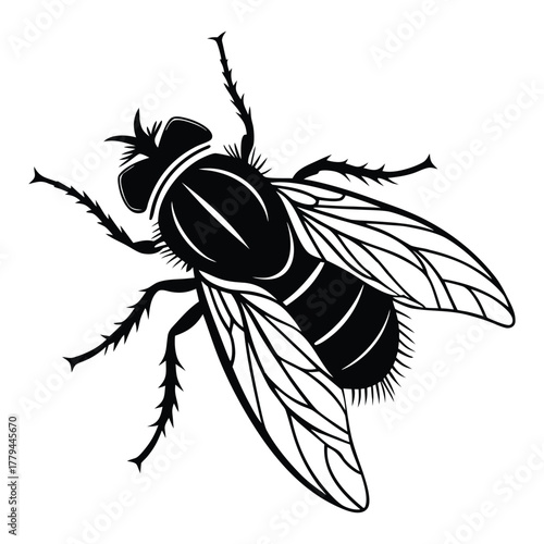 Detailed black and white illustration of a common housefly insect with intricate wing patterns and hairy legs