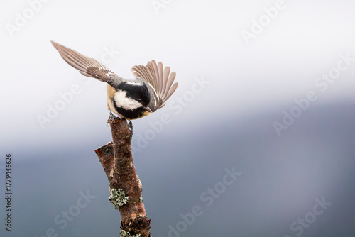 Fotografie Coal tit (Periparus ater)