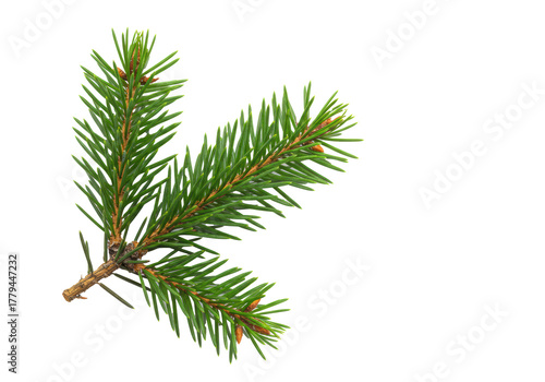 A single, fresh, vibrant green fir branch with sharp emerald needles and rough brown bark, perfectly still, studio shot against a transparent background. Winter holiday concept