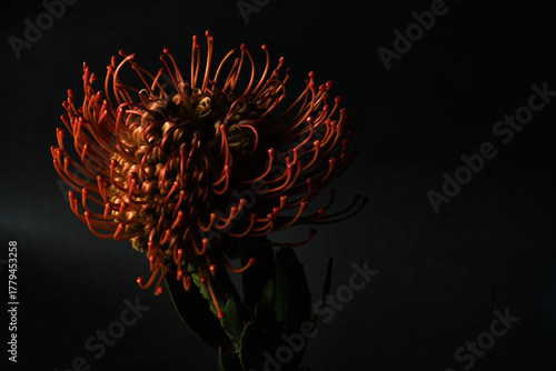 Moody close-up of Leucospermum flower glowing in dark light. Dramatic botanical photography perfect for posters, fine art prints, and modern interiors. Copy space