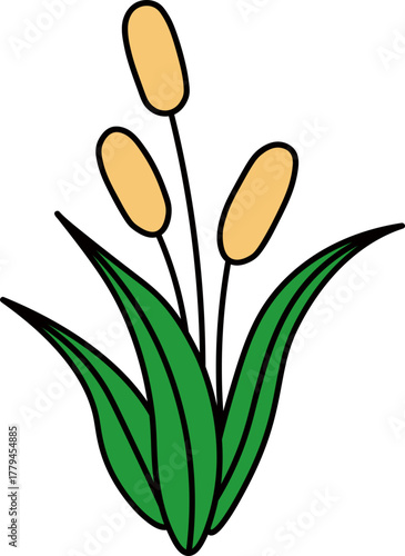 cat tails, bulrush, Typha, corn dog grass