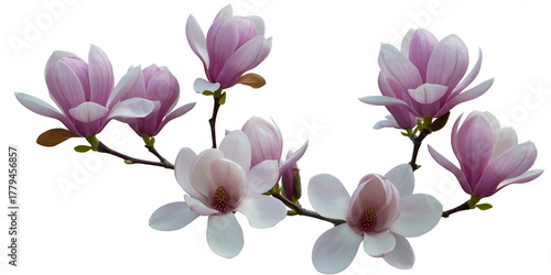 Pink spring magnolia flowers branch