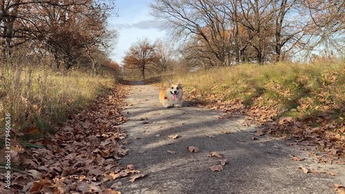 Happy corgi dog enjoys the life in autumn forest