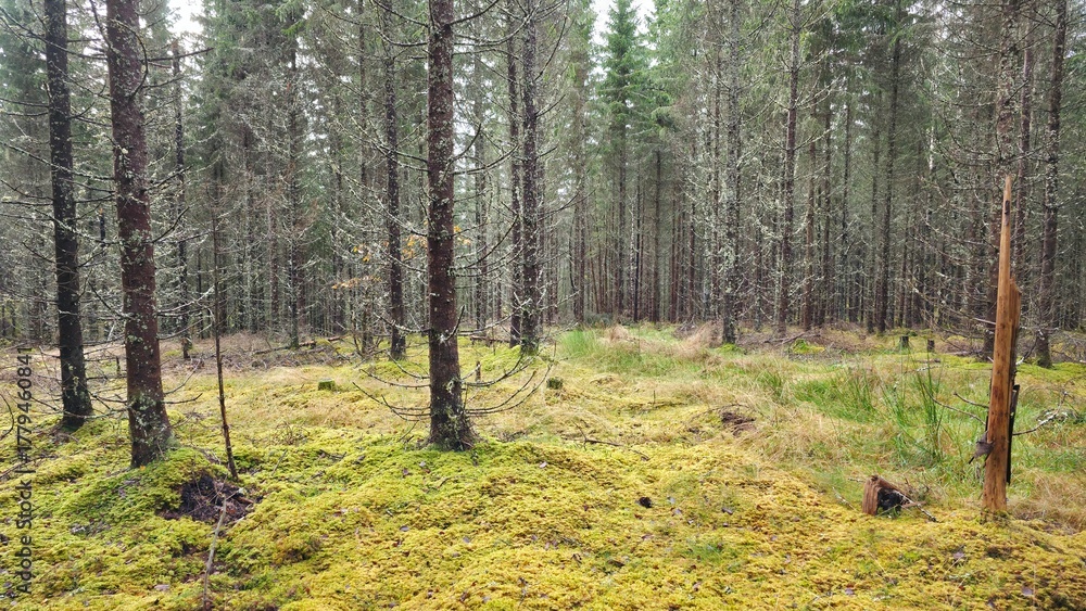 Obraz premium Lush green moss blankets the forest floor in a serene woodland setting during daylight hours