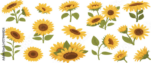 set of sunflowers