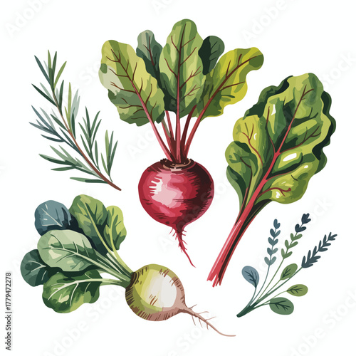 Stock Photo Naming Suggestion: Fresh red radish and onion vegetables isolated on white for a healthy organic food illustration