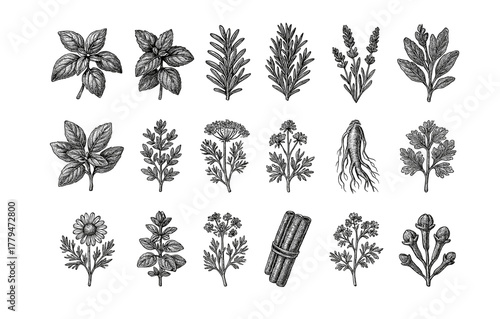 Vintage botanical drawings of herbs and spices collection