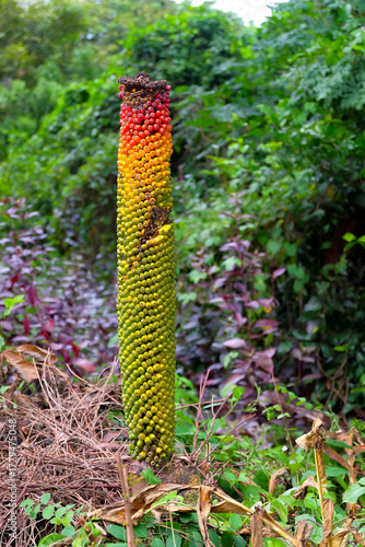 Red ,green and yellow betel nuts on a palm tree.