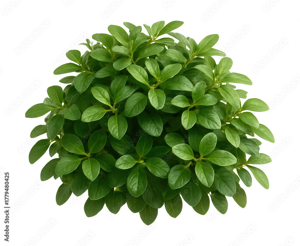 Fototapeta premium Compact honeysuckle with small, oval leaves and a mounding growth habit.