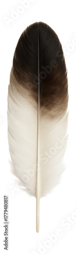 Large feather with a wide white base fading to brown and black at the tip.