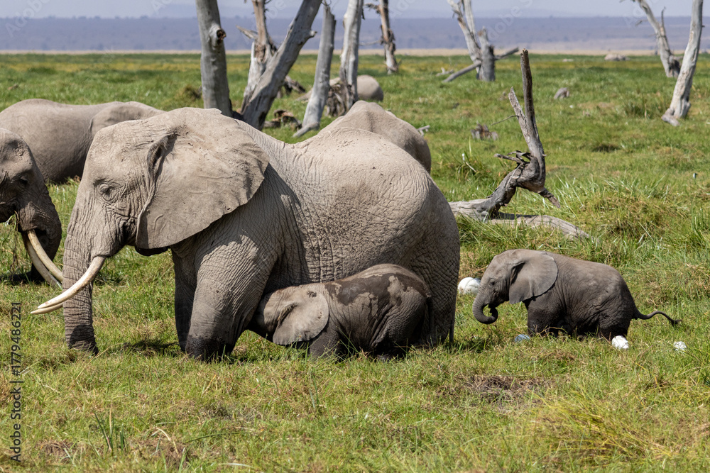 Obraz premium African Bush Elephant cow nursing her calf with a herd nearby in Amboseli National Park Kenya