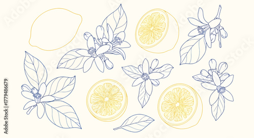 Lemon fruit with flower and leaf hand drawn botanical vector illustration