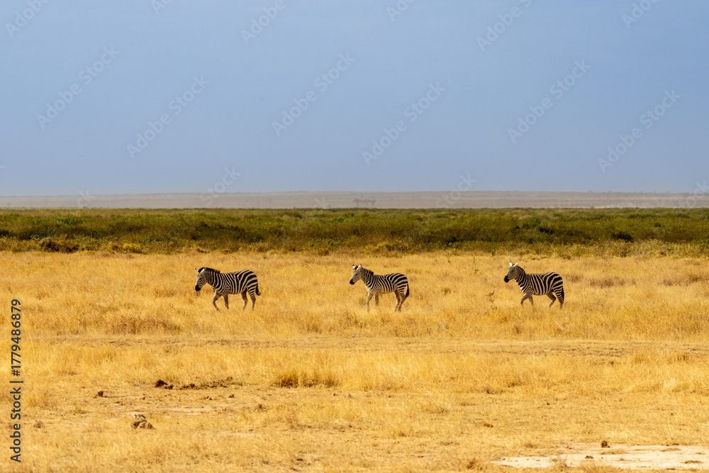 Fototapeta premium Three Plains Zebras walking single file across the golden savanna of Amboseli National Park, Kenya
