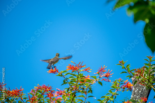 a sunbird, with olive-green plumage and a long, curved beak hovers near a cluster of orange flowers.