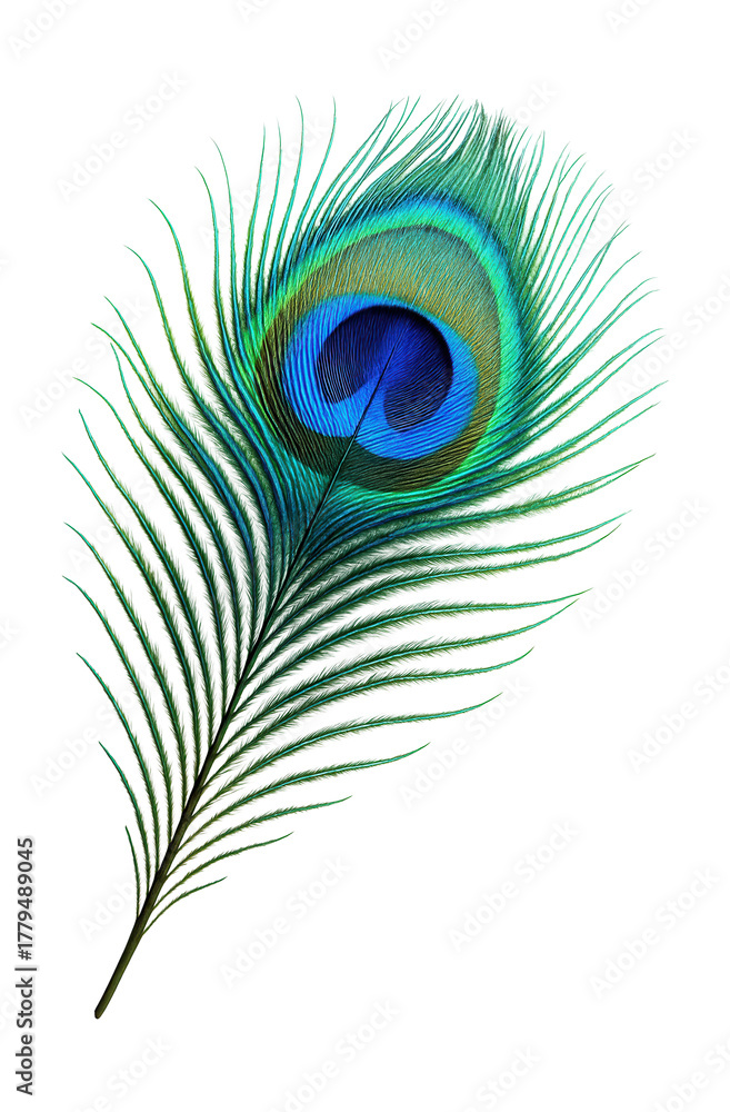 Fototapeta premium Iridescent blue and green eye-patterned peacock tail feather.
