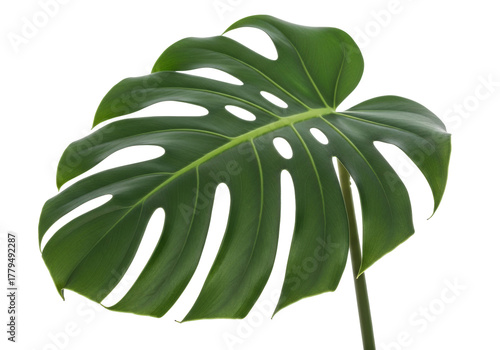 Monstera deliciosa leaf PNG isolated on transparent background, Swiss cheese plant foliage for tropical design and decoration