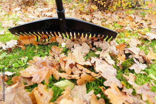 Low Angle Close-Up of Rake on Wet Fallen Autumn Leaves and Green Grass