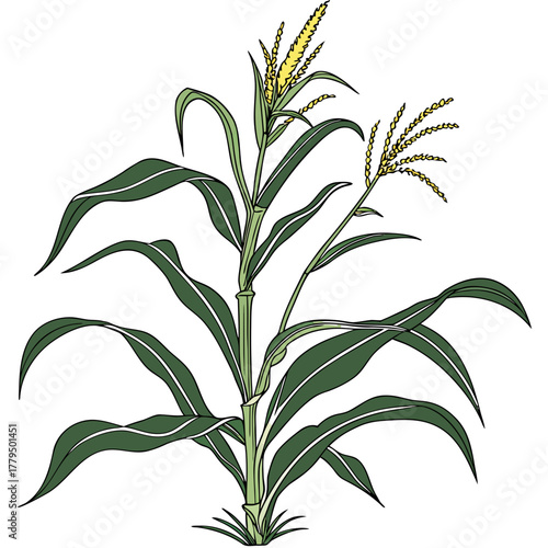 Illustration of a corn plant with leaves and corn cobs