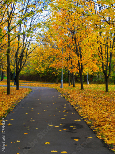picturesque landscape - a walking path in the park in autumn