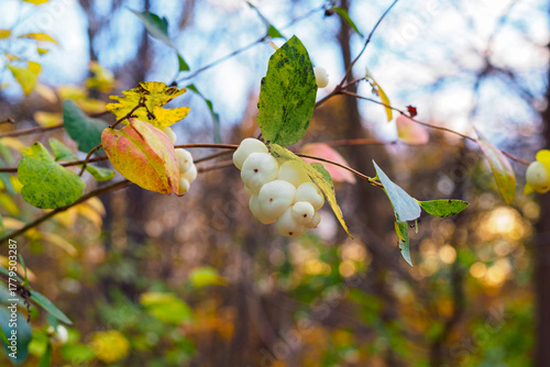 close-up of berries on a branch of the white snowberry Symphoricarpos albus in autumn