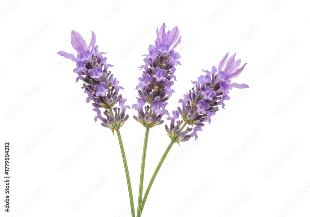 Obraz premium Three sprigs of purple lavender flowers isolated PNG on transparent background, aromatic herb for aromatherapy and relaxation