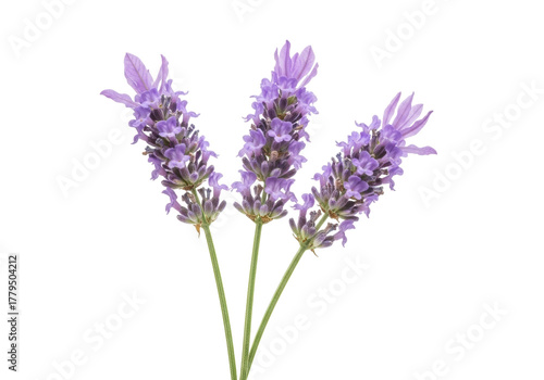 Three sprigs of purple lavender flowers isolated PNG on transparent background, aromatic herb for aromatherapy and relaxation