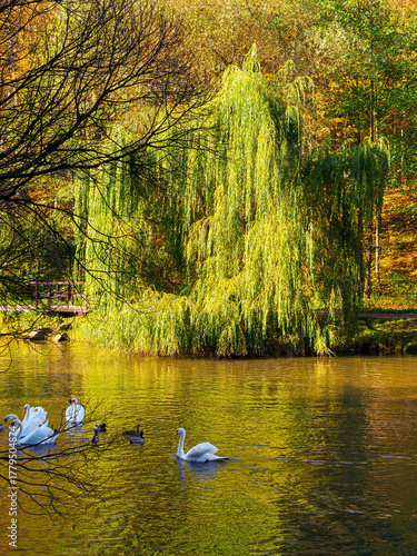 A pond with swans in a city park in autumn