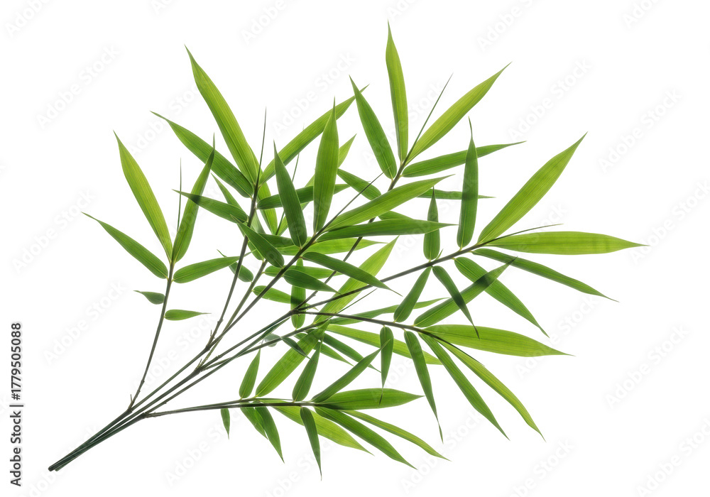 Fototapeta premium Fresh green bamboo leaves isolated PNG on transparent background, tropical foliage for Asian zen garden design and natural decoration