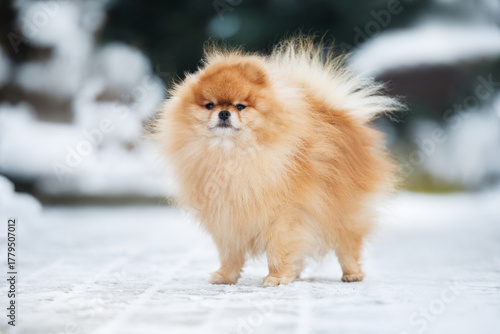 cute red pomeranian spitz dog standing outdoors in winter
