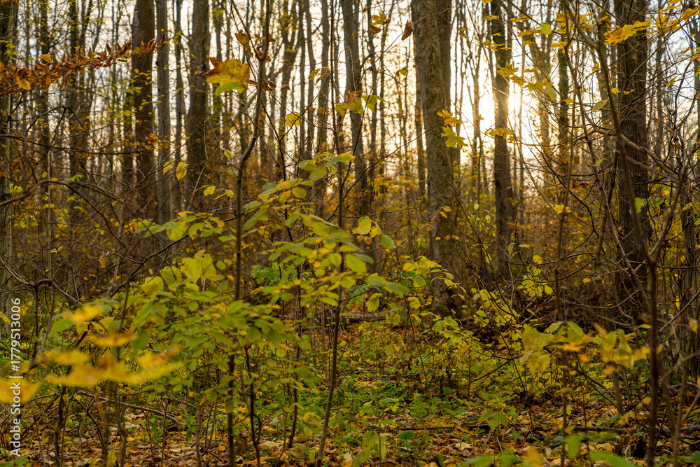 Obraz premium Autumn forest with small trees and yellow foliage illuminated by low sunlight. Outdoor nature photography. Autumn season concept. Design for poster, wallpaper, banner, header, greeting card