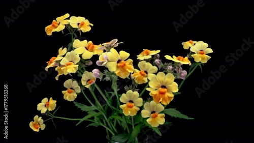 (Nemesia strumosa) Graceful flowers of yellow nemesia opening. Flowers with wavy bright yellow petals around a golden yellow throat 
