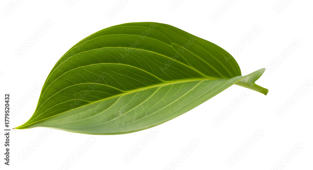 Obraz premium Fresh green leaf with detailed veins isolated on clean white background cutout