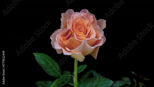 Beautiful yellow rose isolated on black background