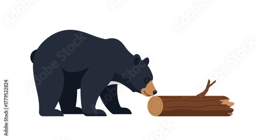 A black bear inspects a log