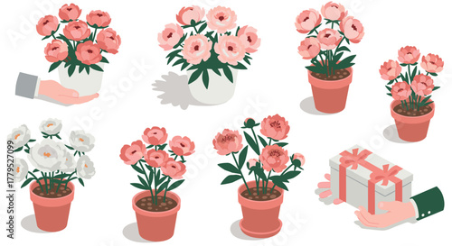 Elegant peonies in pots and gift box presentation in isometric style
