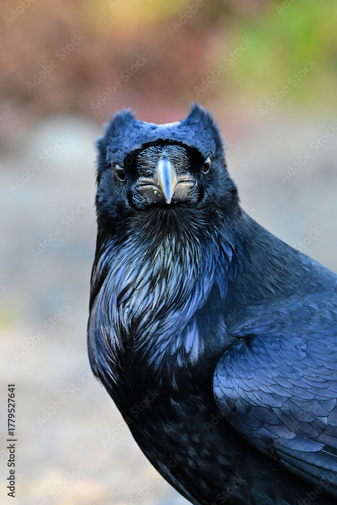 Fototapeta premium Close up of a Raven showing its plumicorns or ear tuffs standing up during social interatction with another raven