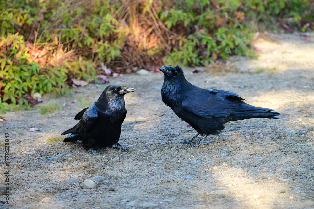 Fototapeta premium Close up of a Raven showing its plumicorns or ear tuffs standing up during social interatction with another raven