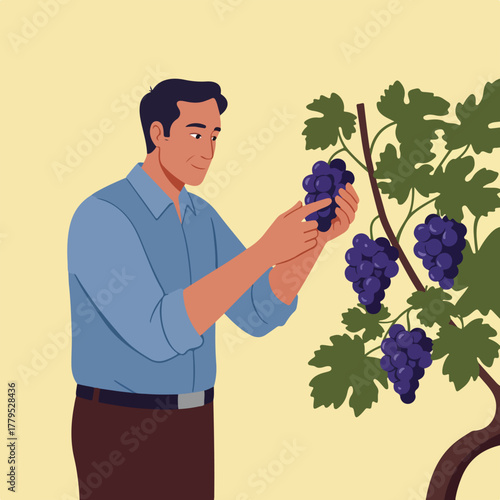 An illustrated man examines grapes growing on a vine, holding a bunch of fruit while smiling