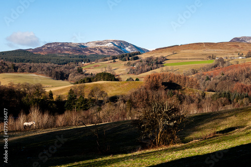 Autumn colour in the Perthshire countryside  under a blue sky