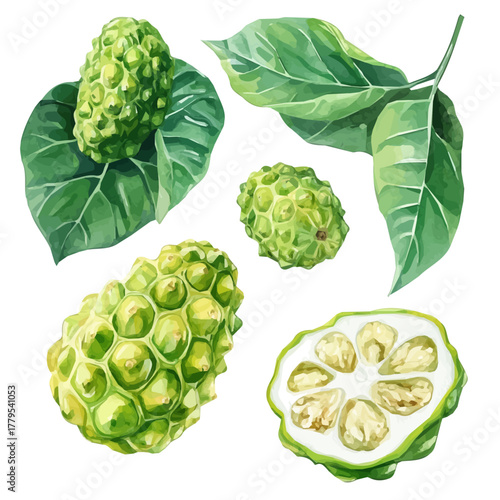 noni fruit, minimal yet artistic elements for creative designs. hand-drawn paint, Simple Illustration, A beautiful painting of noni fruit, isolated on a white background, watercolor style